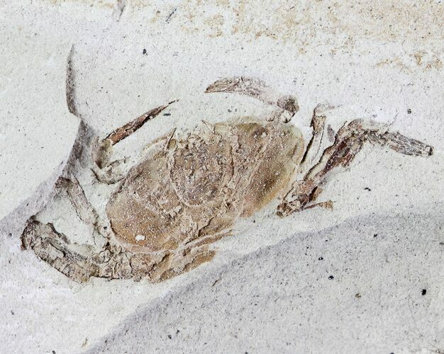Fossil Pea Crab (Pinnixa) From California - Miocene #63732